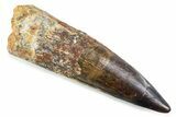 Fossil Spinosaurus Tooth - Real Dinosaur Tooth #374024-1